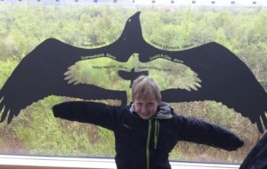 Dyfi Wildlife Centre osprey wingspan