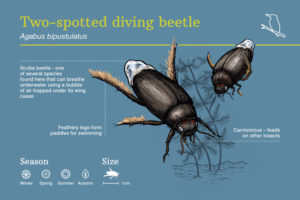 Dartington_TwoSpottedDivingBeetle